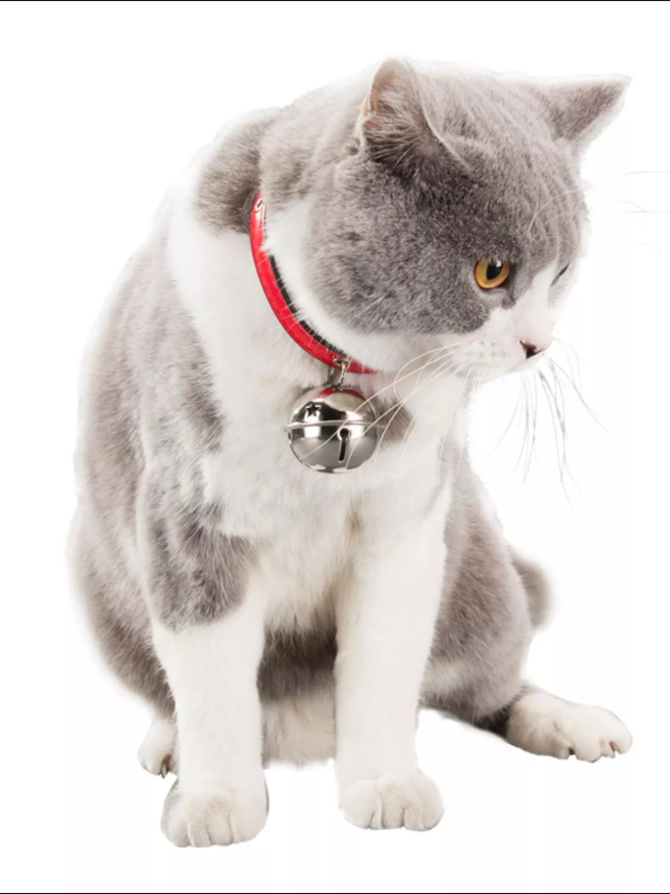 Leather Pet Collar with Bell by Trendsi