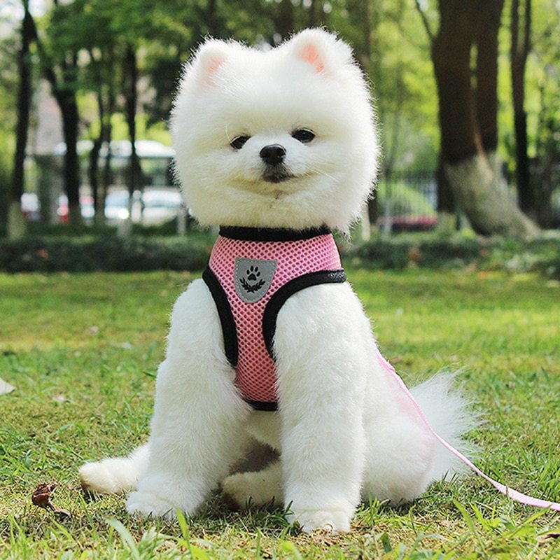 Pet Car Seat Belt Pet Leash by DC-THE CEO