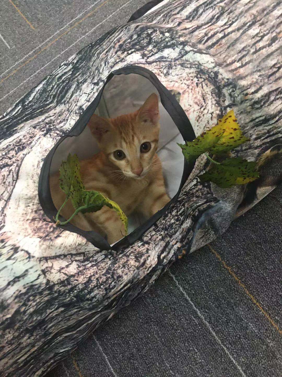 Tree Pattern Tunnel Pet Zhiyi Cat Toy Pets Supplies Dog Toys by DC-THE CEO