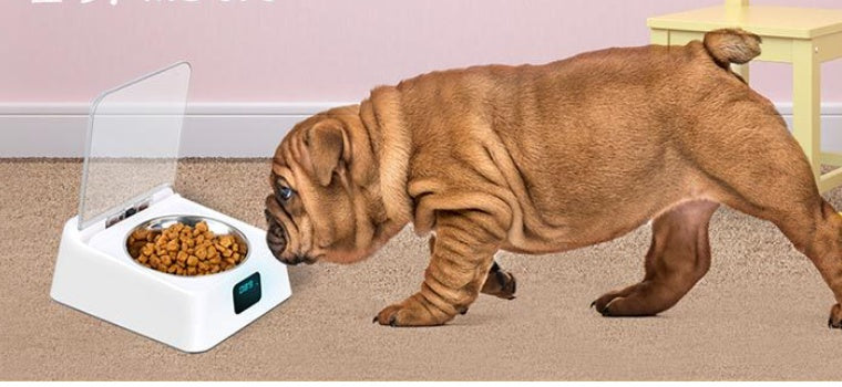 Pet 5G Bowl Automatic Pet Feeder by DC-THE CEO